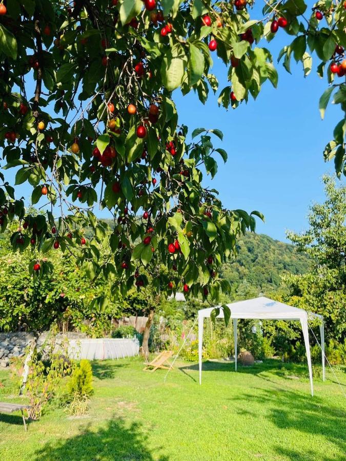 Dreamland Lagodekhi & Wine Cellar Ξενοδοχείο Εξωτερικό φωτογραφία